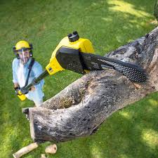 Best Commercial Tree Services  in Mather, CA