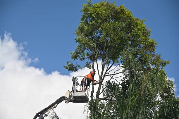 Best Firewood Processing and Delivery  in Mather, CA