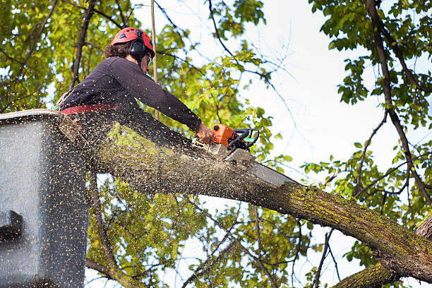 How Our Tree Care Process Works  in  Mather, CA