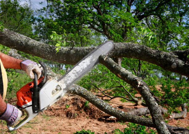 Reliable Mather, CA Tree Care Solutions